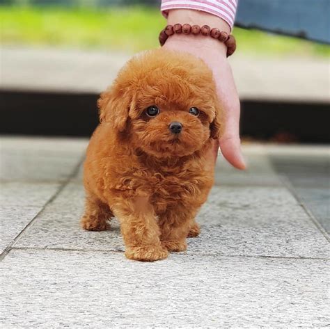Elegant but goofy, proud but friendly, and refined but playful, Poodles seem to have it allincluding an allergy-friendly coat 1010. . Teacup poodles for sale under 500